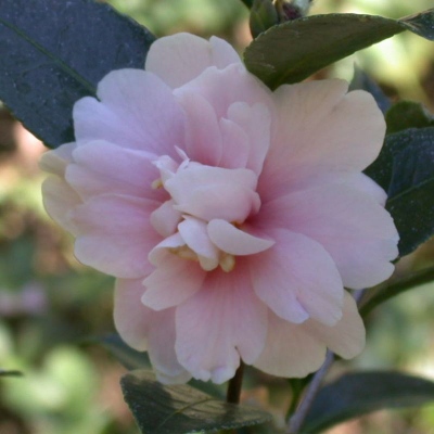 Blush Rosette